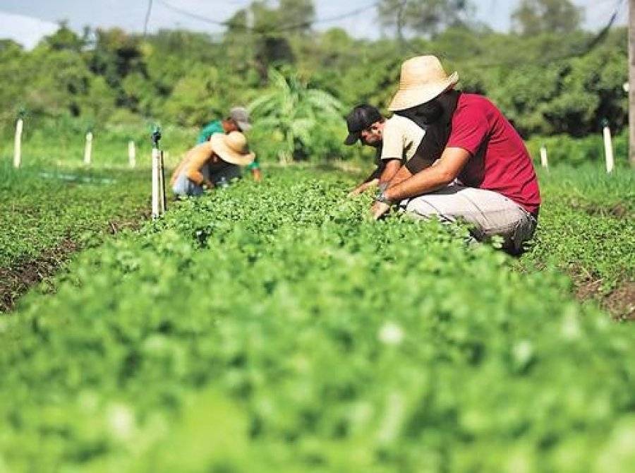 PL que estimula a agricultura familiar é apresentado